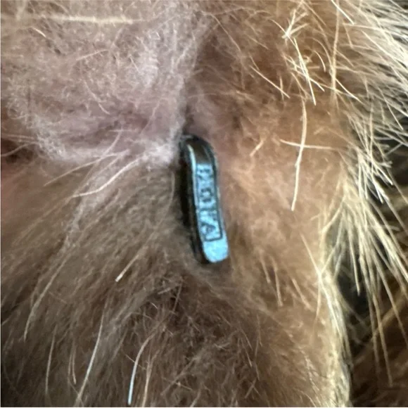 DION FURS Chicago fur size 12-14 Large - Picture 9 of 12